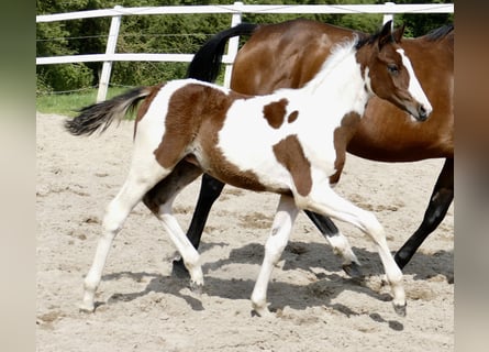 Weitere Warmblüter, Hengst, , 168 cm, Schecke