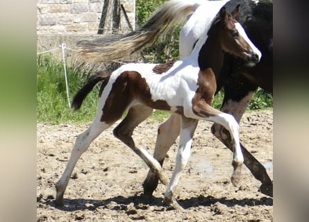 Weitere Warmblüter, Hengst, , 168 cm, Schecke