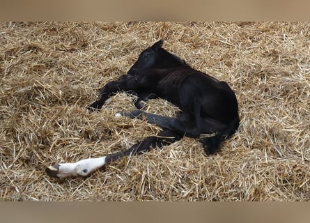 Weitere Warmblüter, Hengst, Fohlen (02/2026), 170 cm, Rappe