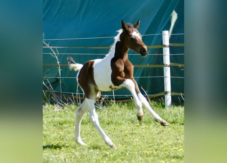 Weitere Warmblüter, Hengst, Fohlen (03/2026), 170 cm, Schecke