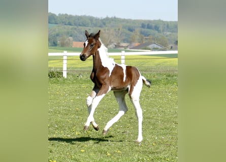 Weitere Warmblüter, Hengst, Fohlen (03/2026), 170 cm, Schecke