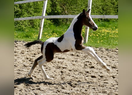 Weitere Warmblüter, Hengst, , 170 cm, Schecke