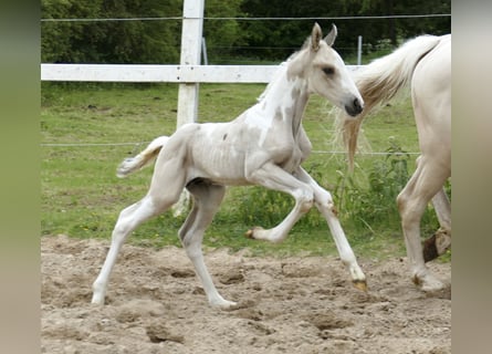 Weitere Warmblüter, Hengst, , 170 cm, Schecke