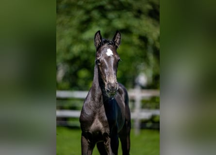 Weitere Warmblüter, Hengst, Fohlen (06/2024), Dunkelbrauner