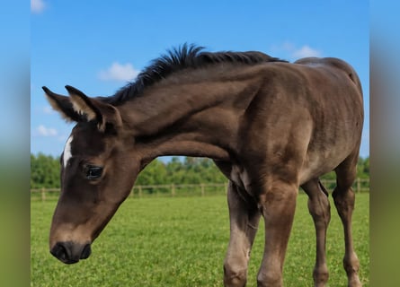 Weitere Warmblüter, Hengst, Fohlen (04/2026)