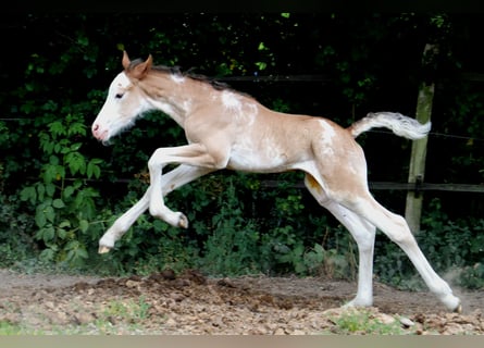 Weitere Warmblüter, Hengst, , Sabino