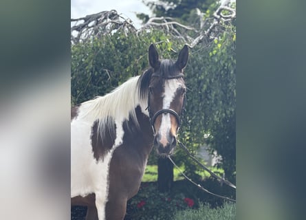 Weitere Warmblüter, Stute, 10 Jahre, 158 cm, Schecke