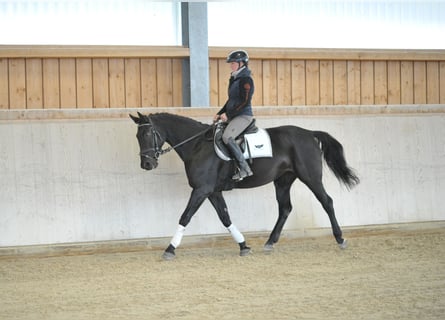 Weitere Warmblüter, Stute, 10 Jahre, 163 cm, Rappe