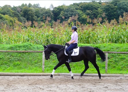 Weitere Warmblüter, Stute, 10 Jahre, 163 cm, Rappe