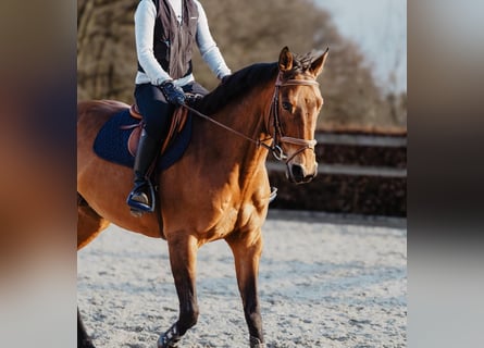 Weitere Warmblüter, Stute, 11 Jahre, 163 cm, Hellbrauner