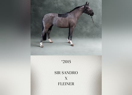 Weitere Warmblüter, Stute, 11 Jahre, Rappe