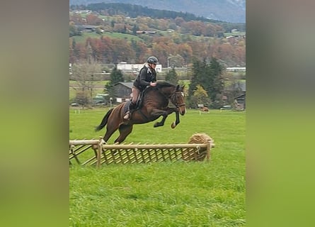 Weitere Warmblüter, Stute, 12 Jahre, 157 cm, Brauner