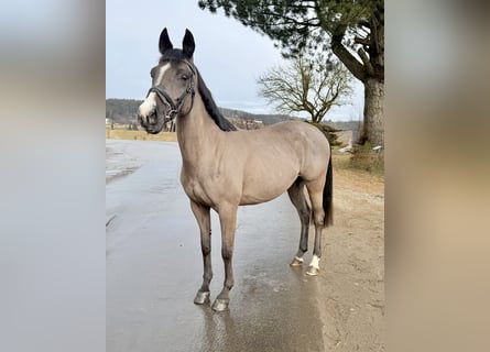 Weitere Warmblüter, Stute, 12 Jahre, 158 cm, Rappe