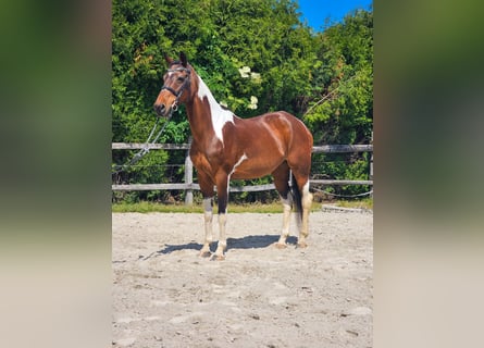 Weitere Warmblüter, Stute, 12 Jahre, 160 cm