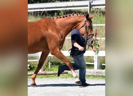Weitere Warmblüter, Stute, 12 Jahre, 169 cm, Fuchs