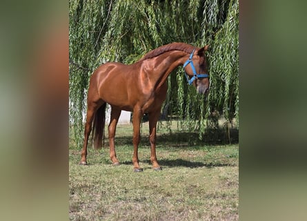 Weitere Warmblüter, Stute, 13 Jahre, 160 cm, Fuchs