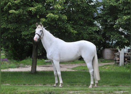 Weitere Warmblüter, Stute, 13 Jahre, 169 cm, Schimmel