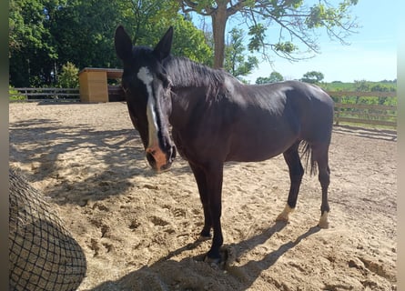 Weitere Warmblüter, Stute, 13 Jahre, 170 cm, Rappe