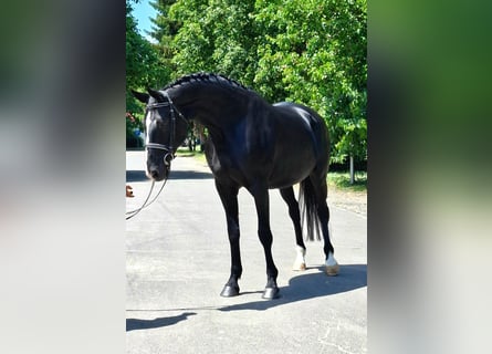 Weitere Warmblüter, Stute, 13 Jahre, 170 cm, Rappe