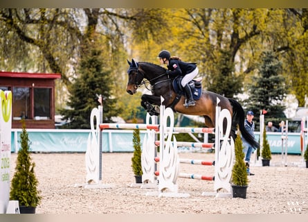 Weitere Warmblüter, Stute, 13 Jahre, Rotbrauner