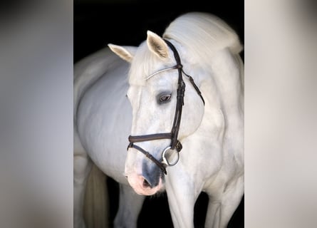 Weitere Warmblüter, Stute, 14 Jahre, 164 cm, Schimmel