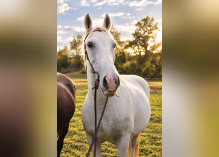 Weitere Warmblüter, Stute, 15 Jahre, 157 cm, Schimmel