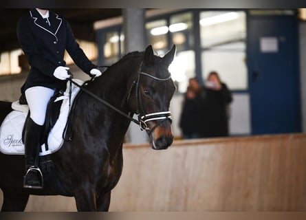 Weitere Warmblüter, Stute, 15 Jahre, 160 cm, Dunkelbrauner
