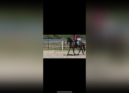 Weitere Warmblüter, Stute, 15 Jahre, 161 cm, Dunkelbrauner