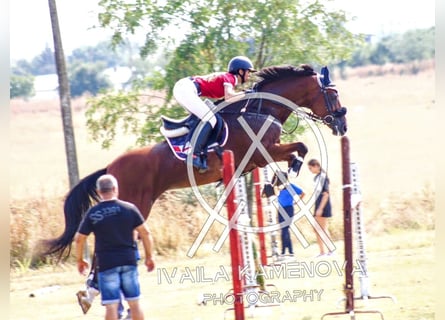 Weitere Warmblüter, Stute, 17 Jahre, 169 cm, Brauner