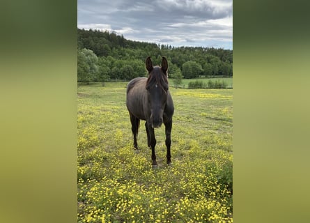 Weitere Warmblüter, Stute, 18 Jahre, 160 cm, Rappe