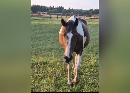 Weitere Warmblüter, Stute, 18 Jahre, 163 cm, Schecke