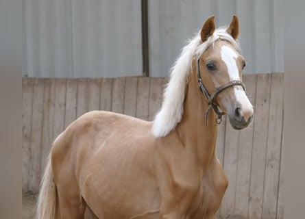 Weitere Warmblüter, Stute, 1 Jahr, 150 cm, Palomino