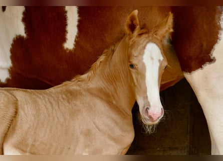 Weitere Warmblüter, Stute, 1 Jahr, 150 cm, Palomino