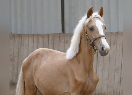 Weitere Warmblüter, Stute, 1 Jahr, 150 cm, Palomino