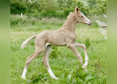 Weitere Warmblüter, Stute, 1 Jahr, 150 cm, Palomino