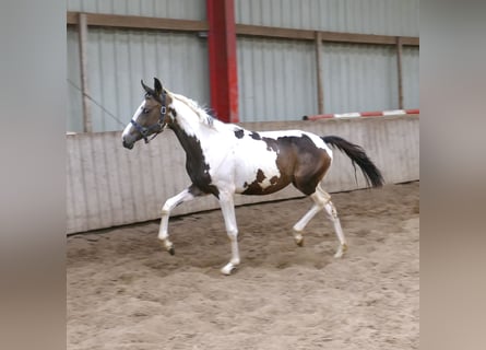 Weitere Warmblüter, Stute, 1 Jahr, 168 cm, Schecke