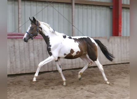 Weitere Warmblüter, Stute, 1 Jahr, 168 cm, Schecke