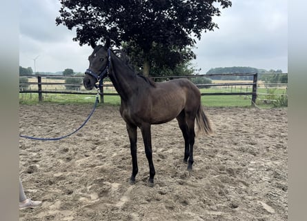 Weitere Warmblüter, Stute, 1 Jahr, Dunkelbrauner