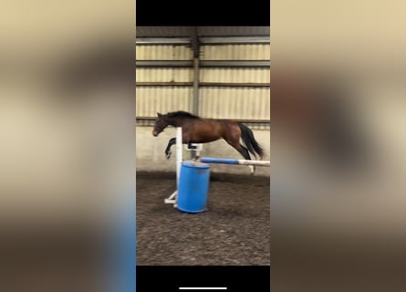 Weitere Warmblüter, Stute, 2 Jahre, 163 cm, Rotbrauner