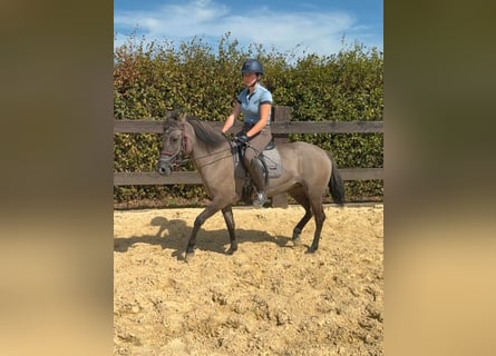 Weitere Warmblüter, Stute, 3 Jahre, 138 cm