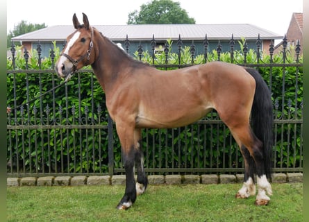 Weitere Warmblüter, Stute, 3 Jahre, 155 cm