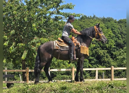 Weitere Warmblüter, Stute, 3 Jahre, 156 cm, Rappe