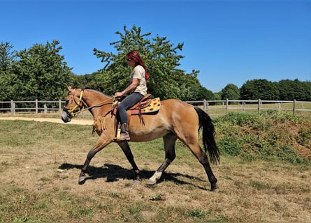 Weitere Warmblüter, Stute, 3 Jahre, 158 cm, Brauner