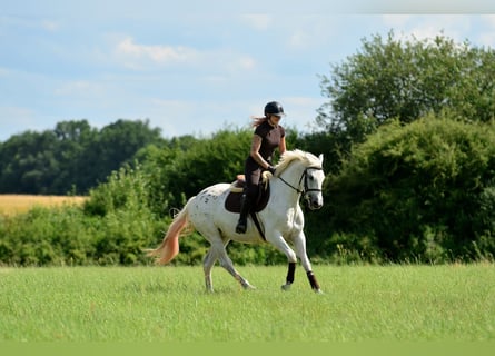 Weitere Warmblüter, Stute, 3 Jahre, 163 cm, Tigerschecke