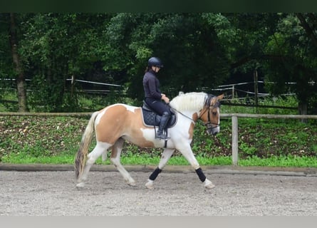 Weitere Warmblüter, Stute, 3 Jahre, 164 cm, Schecke