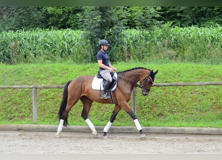 Weitere Warmblüter, Stute, 3 Jahre, 168 cm, Brauner