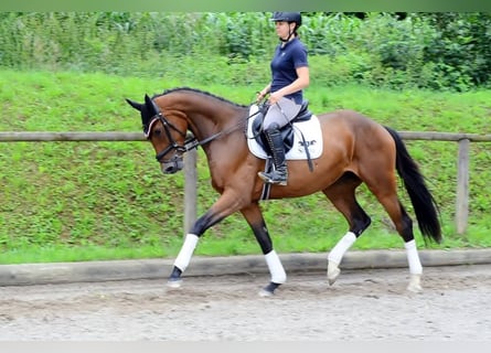 Weitere Warmblüter, Stute, 3 Jahre, 168 cm, Brauner
