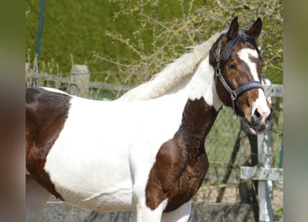 Weitere Warmblüter, Stute, 3 Jahre, 170 cm, Schecke