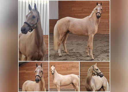 Weitere Warmblüter, Stute, 3 Jahre, Palomino