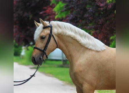 Weitere Warmblüter, Stute, 4 Jahre, 145 cm, Palomino